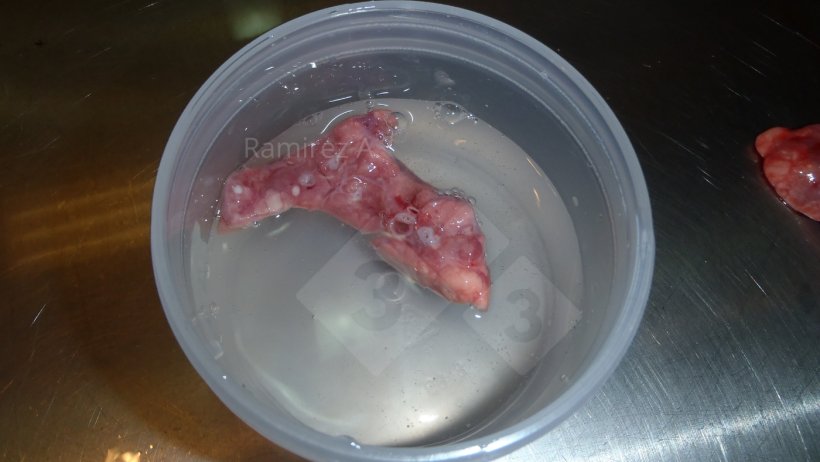 Figura 2. Buon campione di tessuto polmonare per istopatologia con presenza di vie aeree (cerchi rotondi bianchi) nella sezione trasversale.